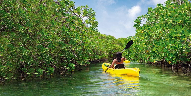 A woman kayaking through mangroves